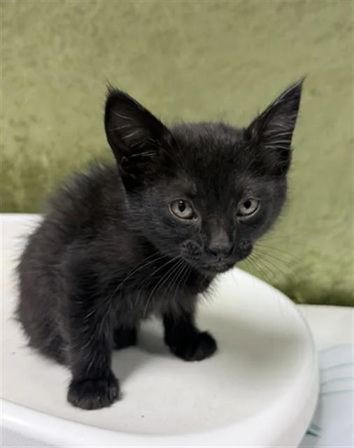 A baby small-sized female Domestic Short Hair cat named Faith for adoption in Riverside, CA