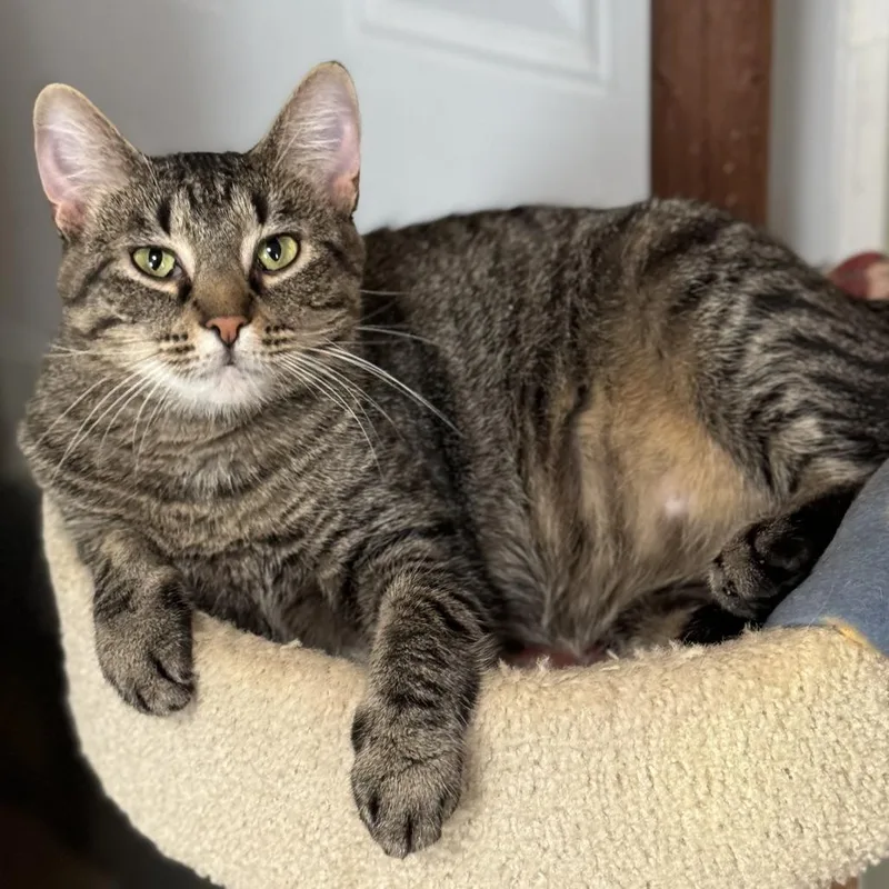 An adult small-sized female Brown / Chocolate Domestic Short Hair cat named Jewel for adoption in Goshen, IN