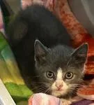 A baby medium-sized male Gray & White Domestic Short Hair cat named Reginald for adoption in Heathsville, VA