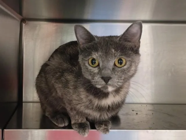 A young medium-sized female Domestic Short Hair cat named Cosita for adoption in Ames, IA