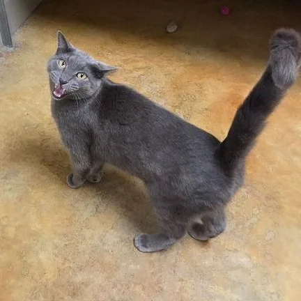 An adult medium-sized male Gray / Blue / Silver Domestic Short Hair cat named Ian for adoption in Minneapolis, MN