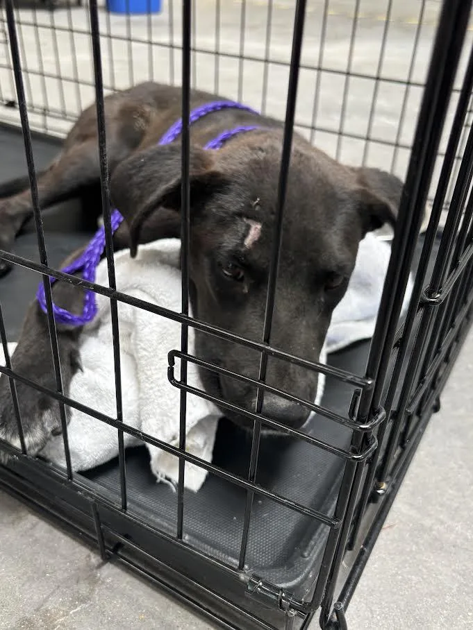 A young small-sized female Labrador Retriever dog named Adira for adoption in Las Vegas, NV