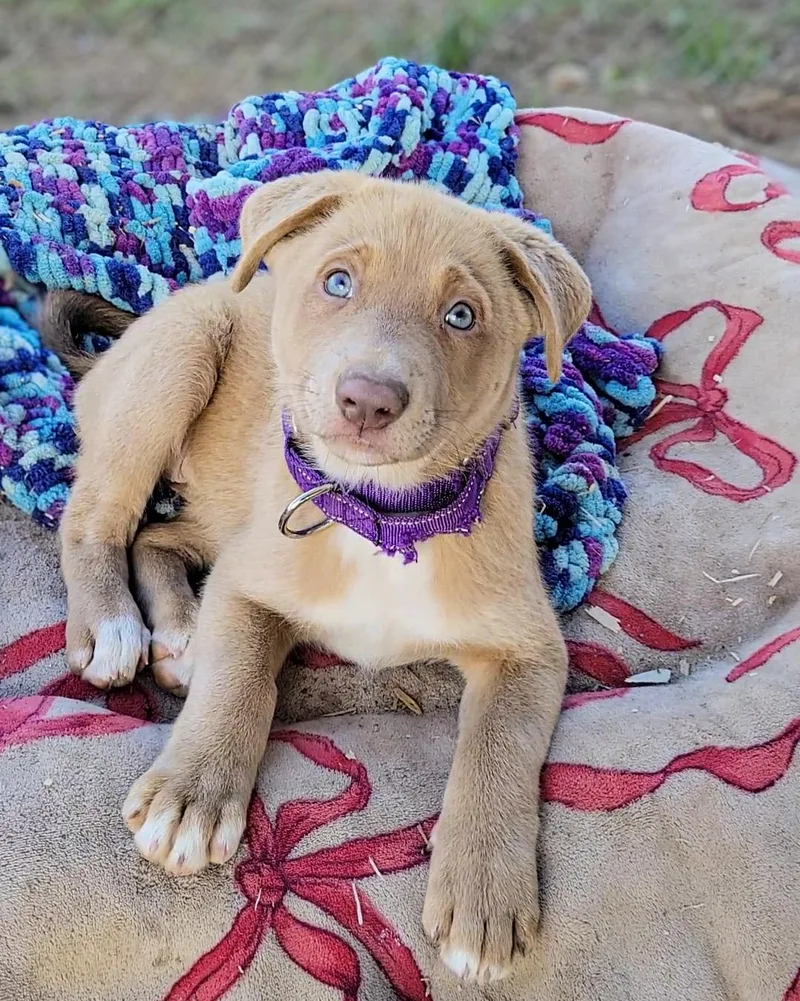 A baby large-sized female Labrador Retriever dog named Sedona for adoption in Anza, CA