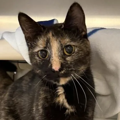 A young medium-sized female Black Domestic Short Hair cat named Tilly for adoption in Lansing, MI