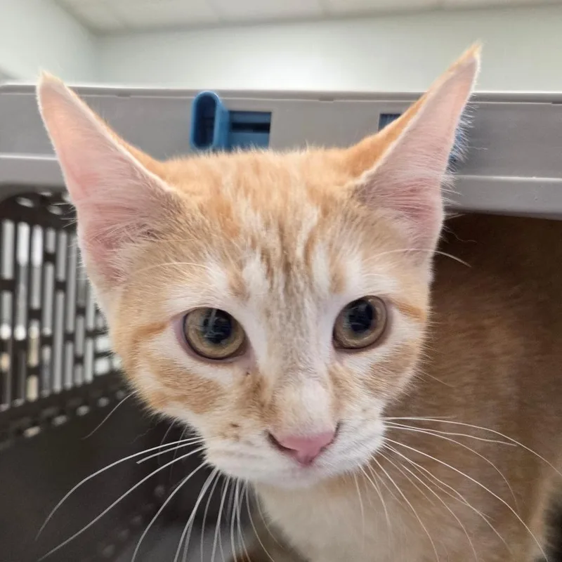A baby small-sized female Orange / Red Domestic Short Hair cat named Marrow for adoption in Chattanooga, TN