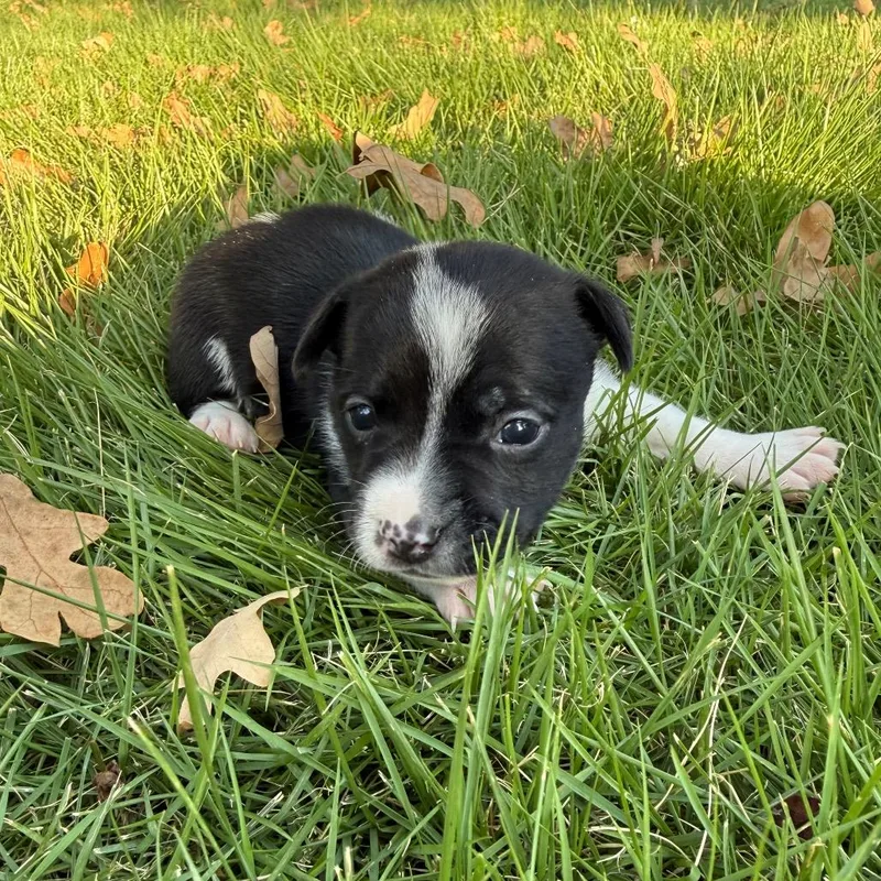 A baby small-sized male Black Chihuahua dog named Quartz for adoption in Cedar Park, TX