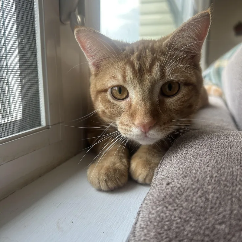 A baby medium-sized male Tabby (Orange / Red) Domestic Short Hair cat named Oscar for adoption in Paw Paw, MI