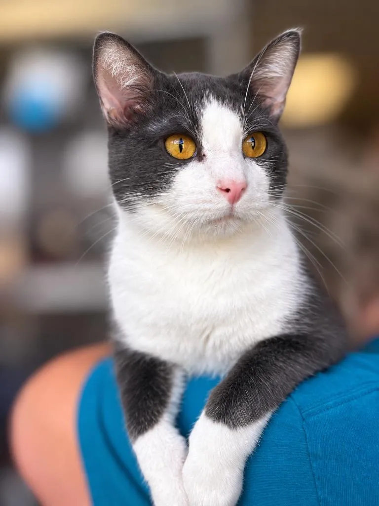 An adult medium-sized male Domestic Short Hair cat named Cloud for adoption in Lima, OH