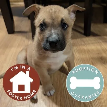 A baby small-sized male Mixed Breed dog named Peanut for adoption in Janesville, WI