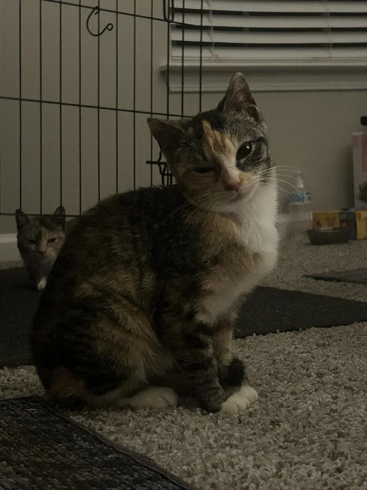 A baby small-sized female Domestic Short Hair cat named Goblin for adoption in Salisbury, NC