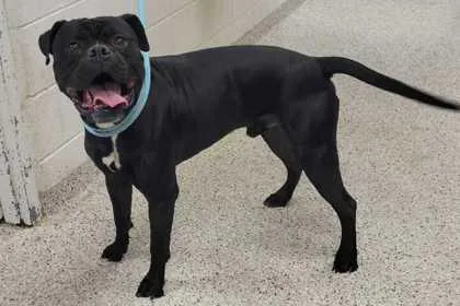 An adult large-sized male Black Boxer dog named Tugboat for adoption in Kansas City, MO