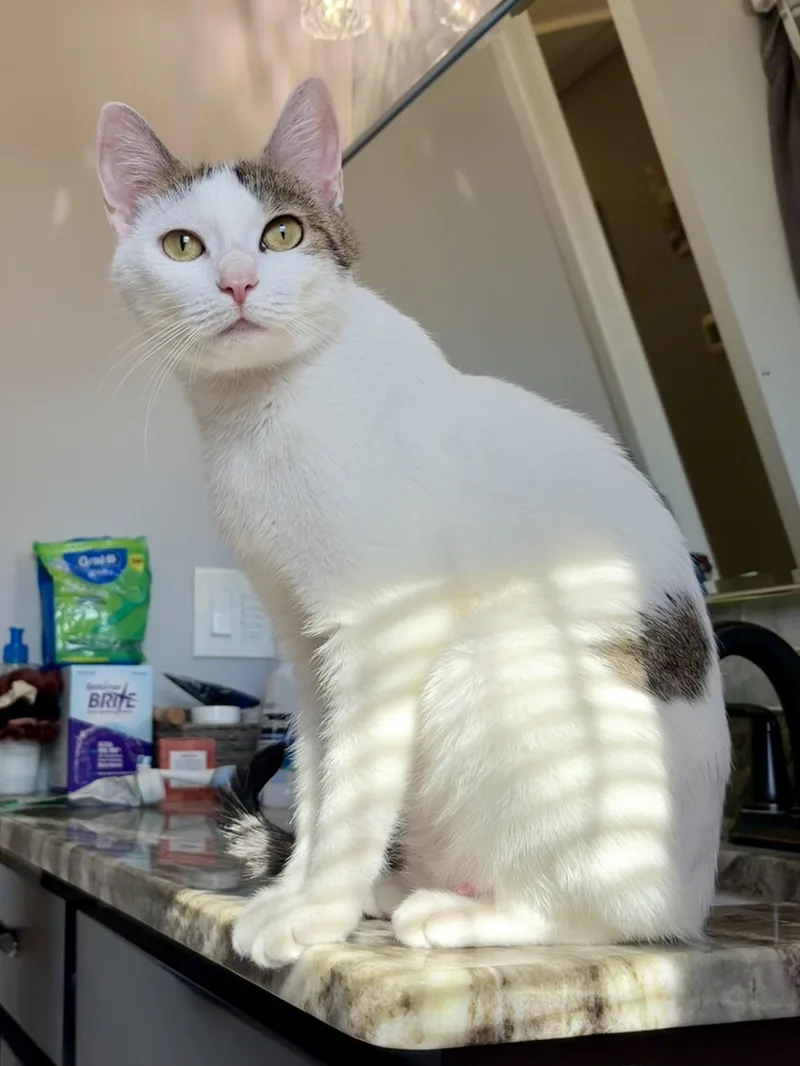 A young medium-sized female White Domestic Short Hair cat named Valentina for adoption in Andover, CT