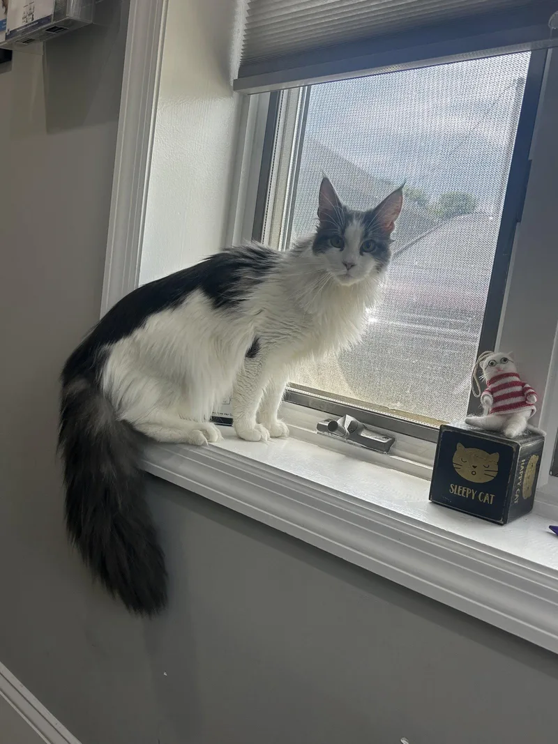 A young medium-sized female Maine Coon cat named Pandora for adoption in Absecon, NJ