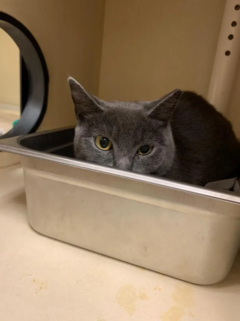 A young medium-sized female Domestic Short Hair cat named Scooch for adoption in Christiansburg, VA