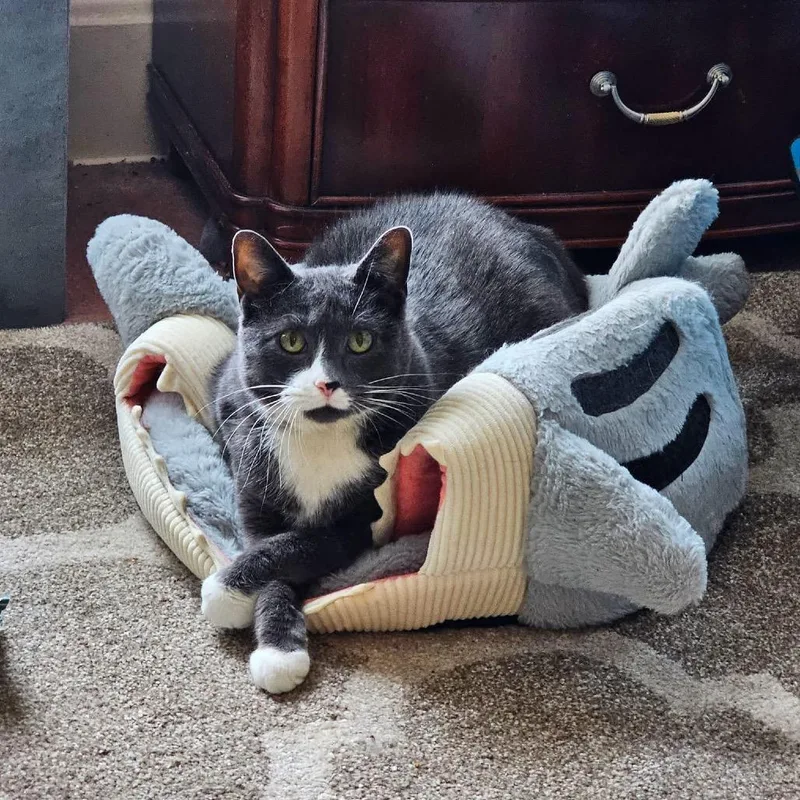 A senior large-sized male Gray / Blue / Silver Domestic Short Hair cat named Tuna for adoption in Inver Grove Heights, MN