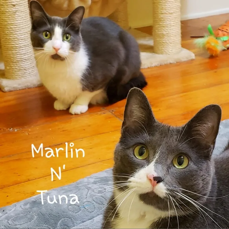 Tuna thumbnail 6