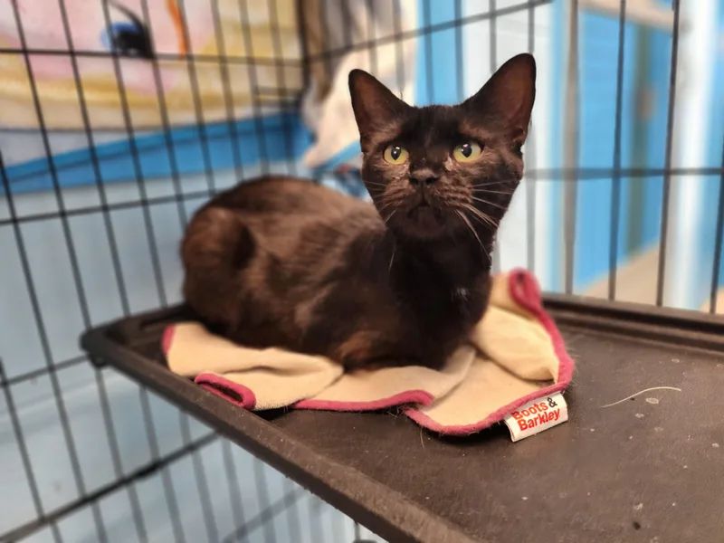 An adult medium-sized female Black Domestic Short Hair cat named Ceres for adoption in Stanley, VA
