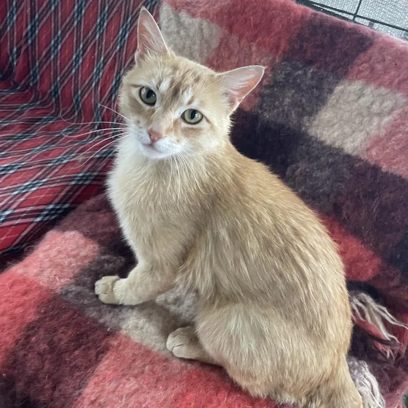 A young small-sized male Orange / Red Domestic Short Hair cat named Frampton for adoption in Prescott, AZ