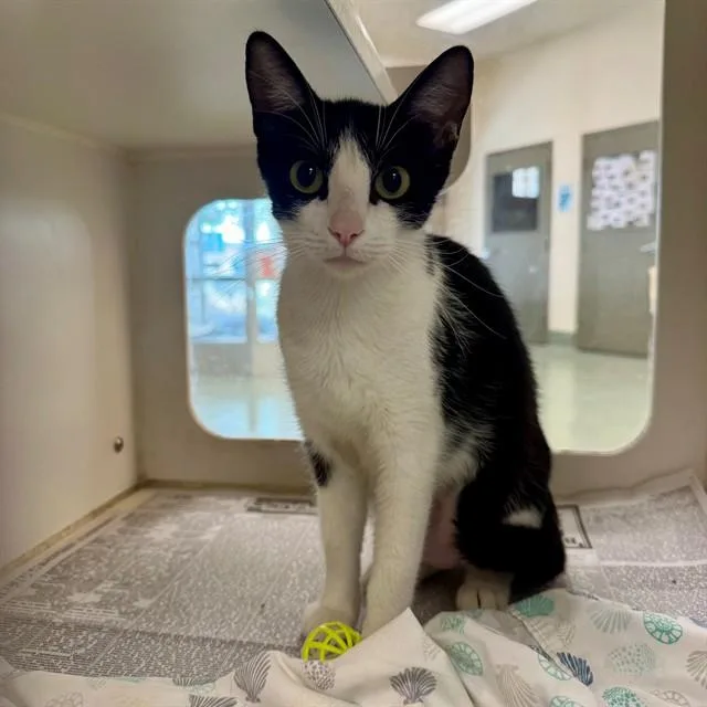 An adult small-sized female Domestic Short Hair cat named Bebee for adoption in Riverside, CA