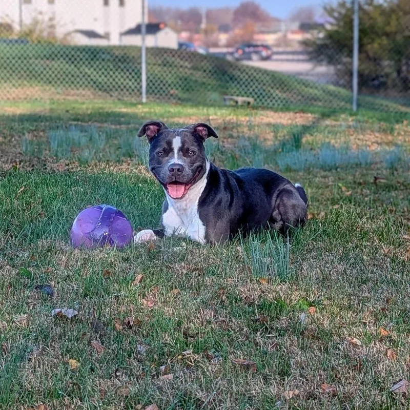 An adult medium-sized male Gray / Blue / Silver Mixed Breed dog named Ziggy for adoption in Jeffersonville, IN