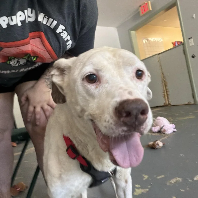 A senior medium-sized male White / Cream Mixed Breed dog named Ghost for adoption in Melrose, FL