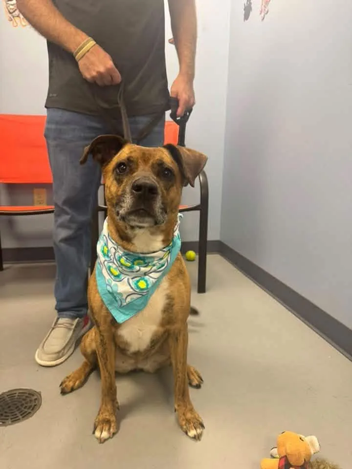 An adult medium-sized female Brindle Terrier dog named Maya for adoption in Zanesville, OH