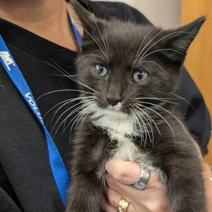 An adult small-sized male Domestic Short Hair cat named Ayden for adoption in Voorhees, NJ