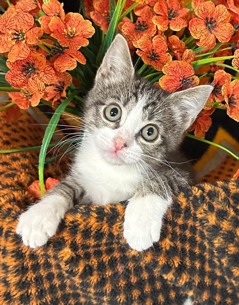 Lola