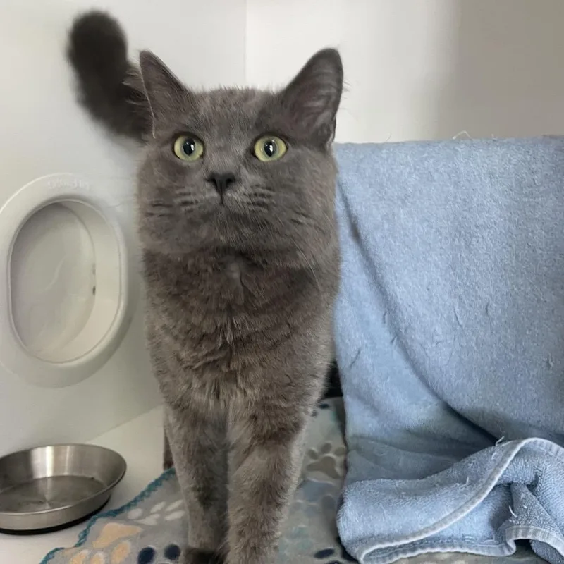 A young medium-sized male Gray / Blue / Silver Domestic Medium Hair cat named Wesin for adoption in Warwick, RI