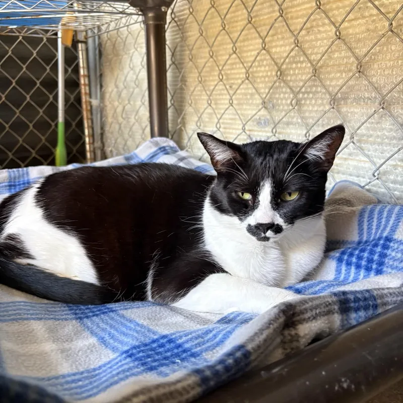 An adult medium-sized female Domestic Short Hair cat named Frida Kahlo for adoption in Joshua Tree, CA