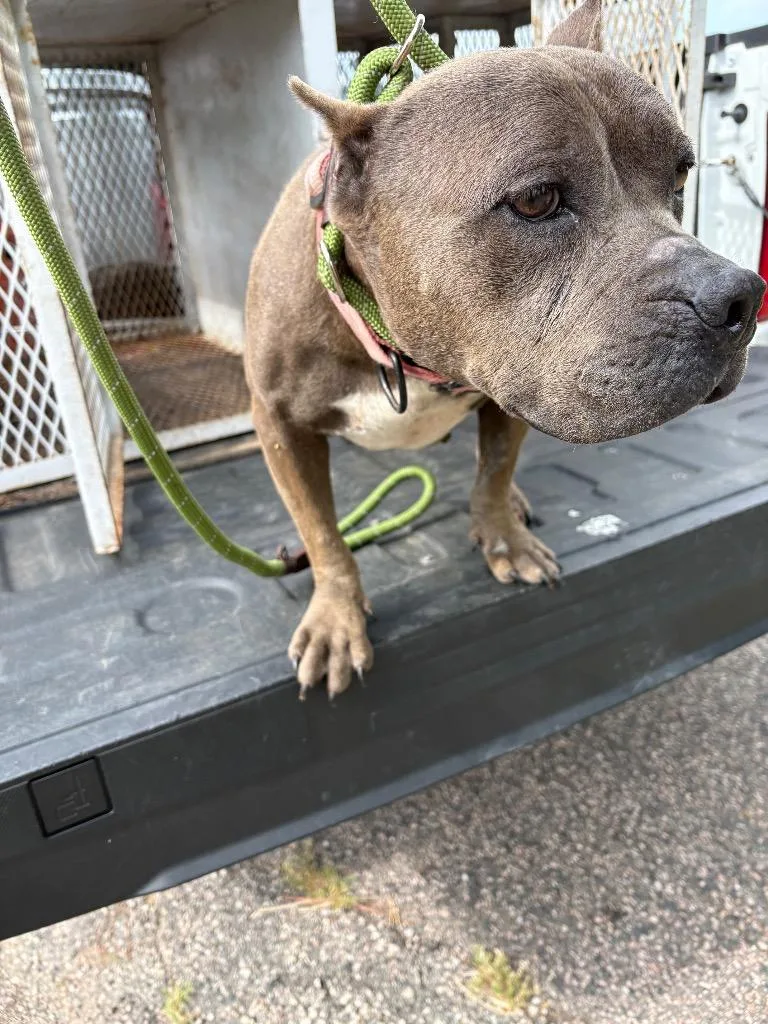 An adult medium-sized female Pit Bull Terrier dog named Dahlia for adoption in Ada, OK
