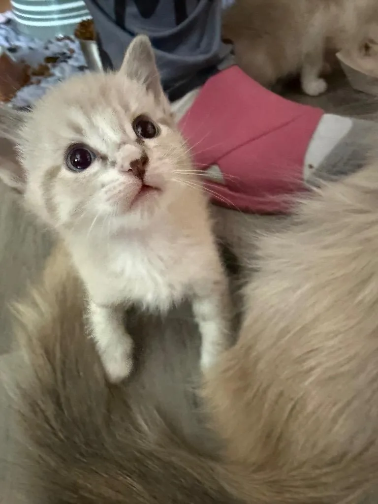 A baby small-sized male Siamese cat named Boots for adoption in New Braunfels, TX