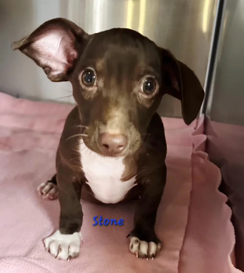 A baby small-sized male Retriever dog named Stone for adoption in Norfolk, MA