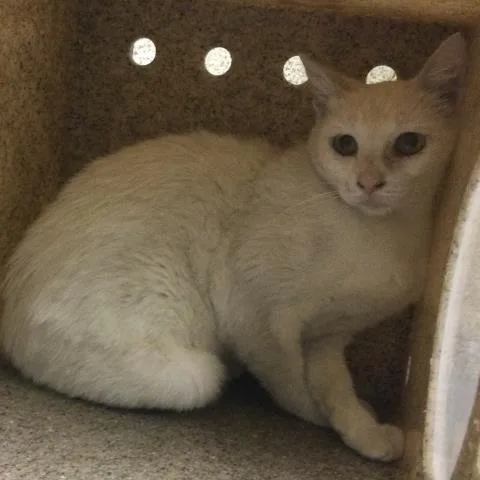 A young small-sized female Domestic Short Hair cat named Fifi for adoption in Riverside, CA