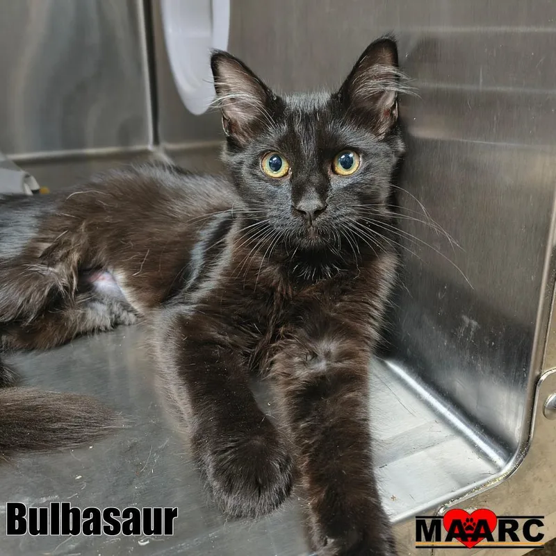 A baby medium-sized female Domestic Medium Hair cat named Bulbasaur for adoption in Maryville, TN