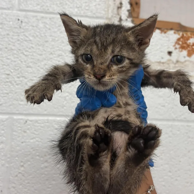 A baby small-sized male Black Domestic Short Hair cat named Jose for adoption in Edinburg, TX