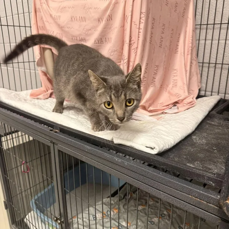 A young medium-sized female Gray / Blue / Silver Domestic Short Hair cat named HarmonyC for adoption in East Saint Louis, IL