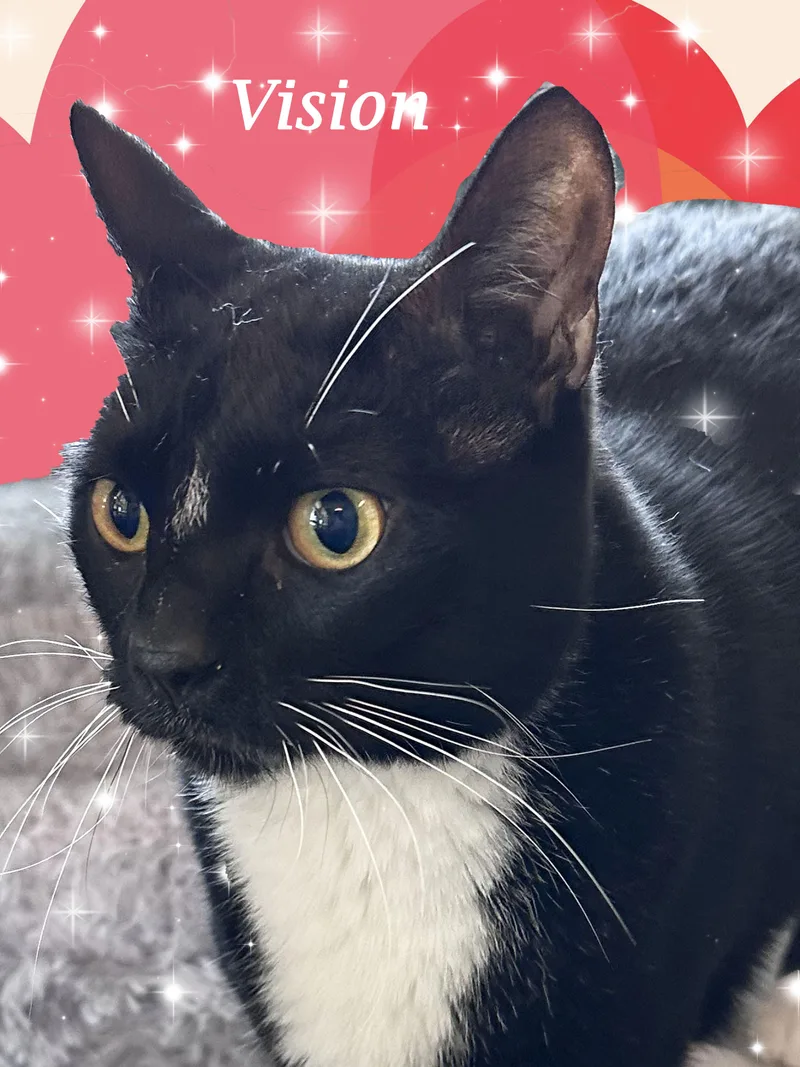 Vision Is "marvelous!"