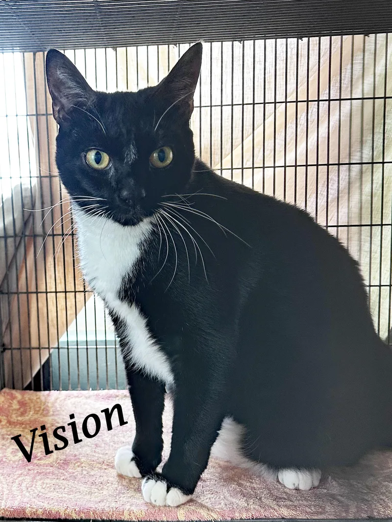 Vision Is "marvelous!" thumbnail 3