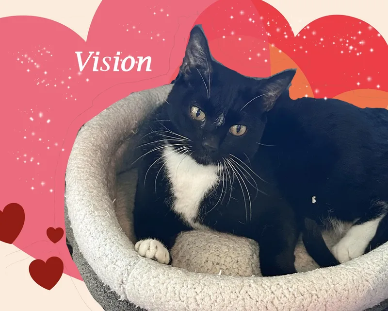 Vision Is "marvelous!" thumbnail 4