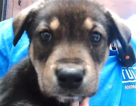 A baby small-sized male German Shepherd Dog dog named David for adoption in Tulsa, OK
