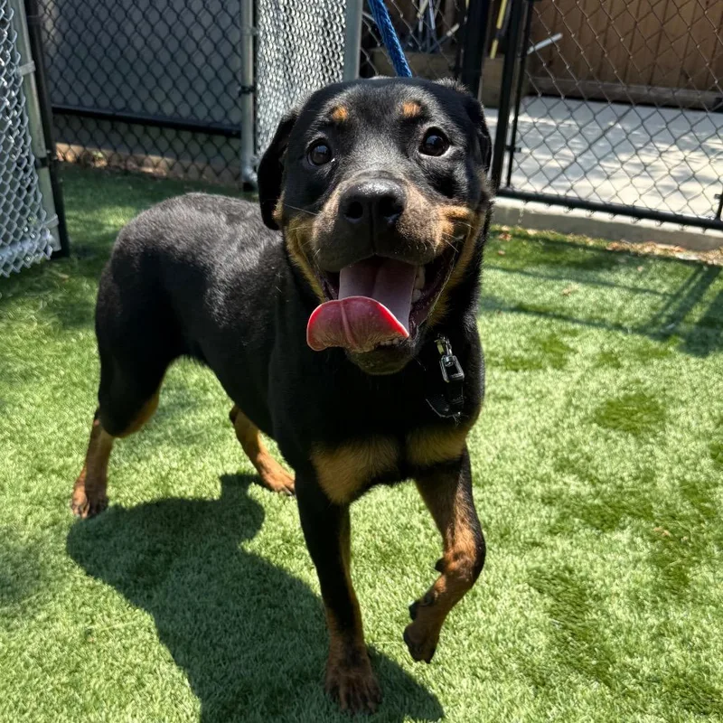 A young large-sized female Black Rottweiler dog named Java for adoption in Naperville, IL