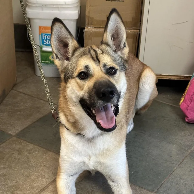 A young large-sized male Brown / Chocolate Mixed Breed dog named Bark Ruffalo for adoption in Chattanooga, TN