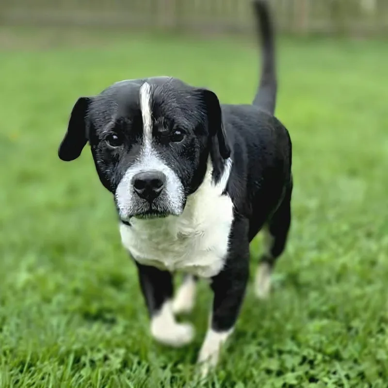 A senior medium-sized male Black Mixed Breed dog named Aldean for adoption in Cincinnati, OH