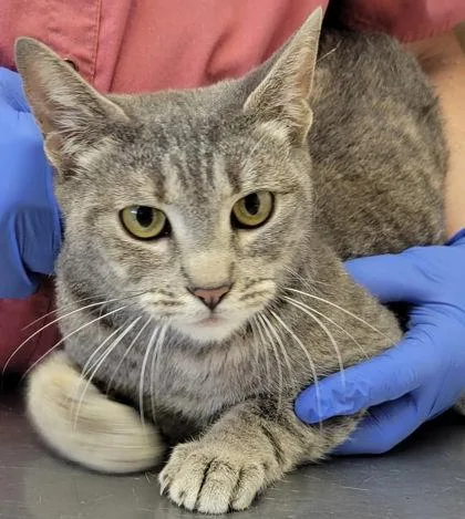 A young medium-sized female Domestic Short Hair cat named Agate for adoption in Eugene, OR