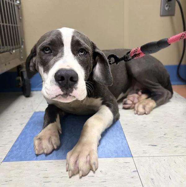 A baby extra large-sized male Cane Corso dog named Titan for adoption in Sioux City, IA