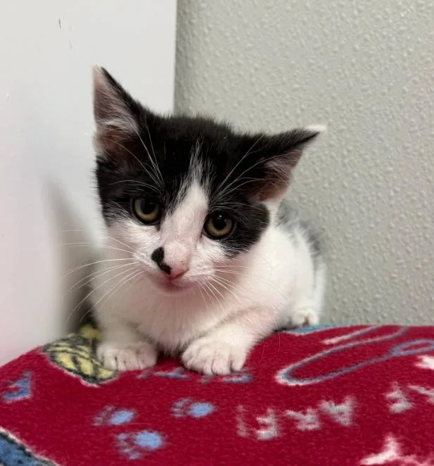 A baby medium-sized male Black & White / Tuxedo Domestic Short Hair cat named Adam Sandler for adoption in Hornell, NY