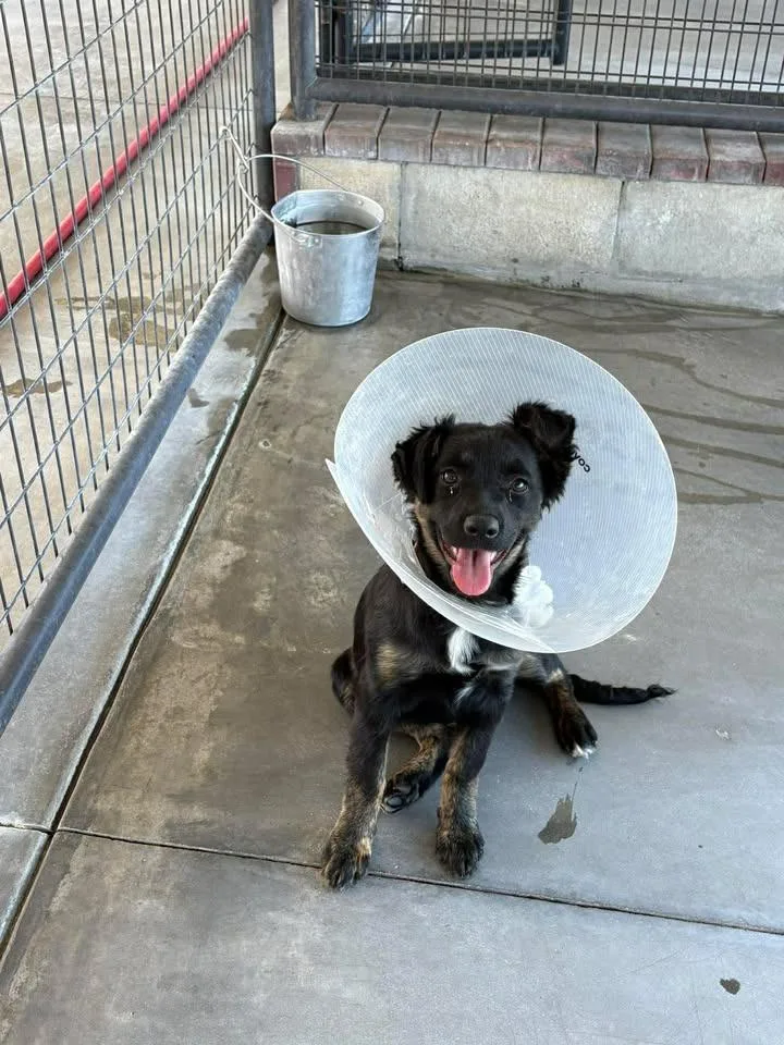 A baby medium-sized female Mixed Breed dog named Dolly for adoption in Ocala, FL