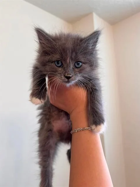 Nova