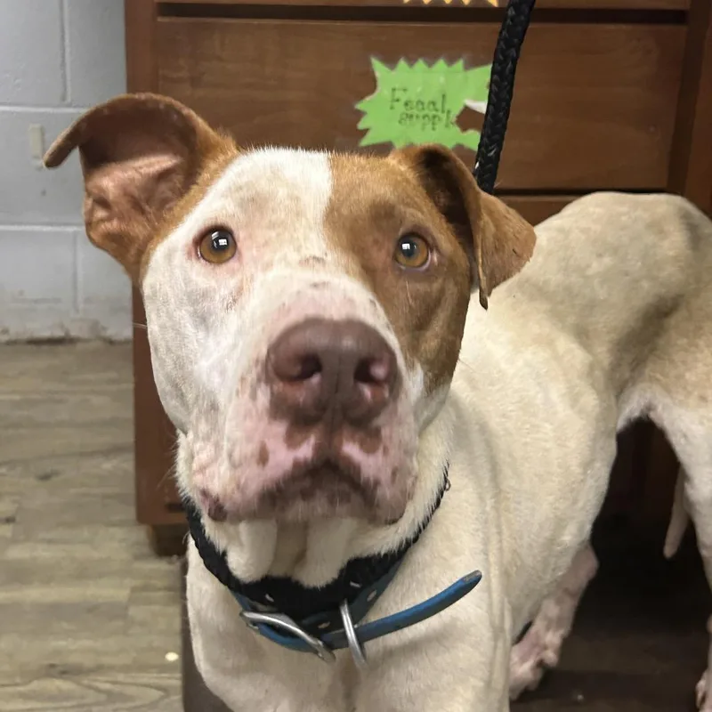 An adult medium-sized male Yellow / Tan / Blond / Fawn Mixed Breed dog named Jensen for adoption in Summerville, SC